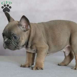 Peanut, French Bulldog Puppy